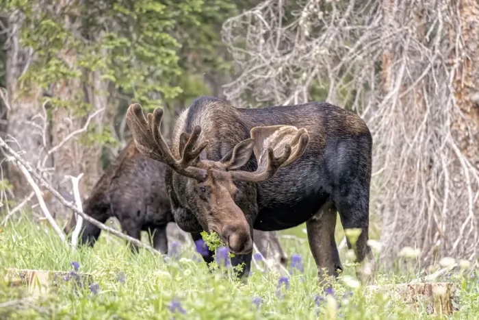 Framed Print : USA, Colorado, Cameron Pass. Shiras moose male and female grazing Framed Print : USA, Colorado, Cameron Pass. Shiras moose male and female grazing