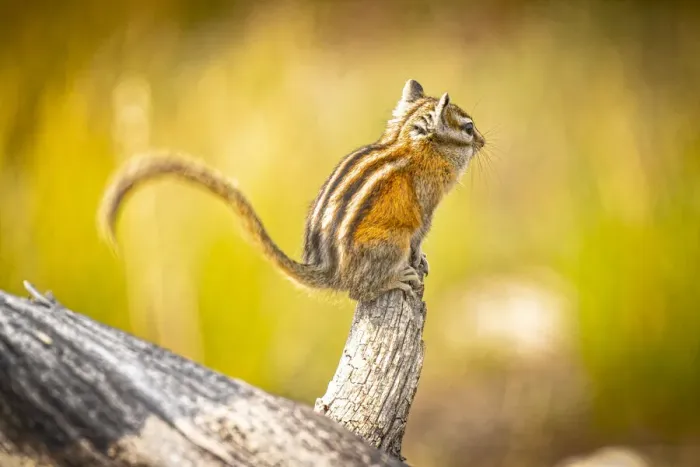 Framed Print : USA, Colorado. Least chipmunk on log Framed Print : USA, Colorado. Least chipmunk on log