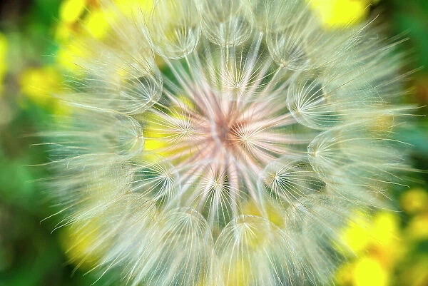 USA, Colorado. Close-up of salsify in full bloom