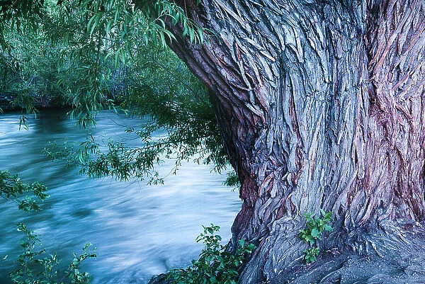 USA, Colorado. Close-up of tree and Arkansas River in Salida
