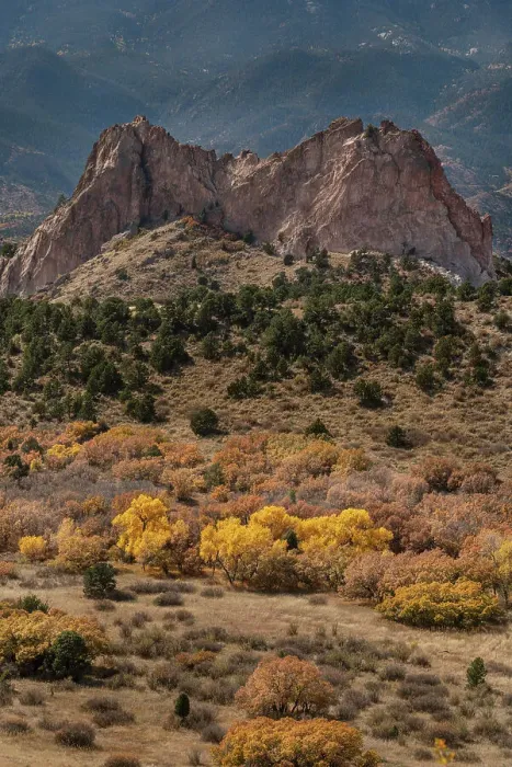 Framed Print : USA, Colorado, Colorado Springs. Fall cottonwood trees and mountain in Garden of the Gods Park Framed Print : USA, Colorado, Colorado Springs. Fall cottonwood trees and mountain in Garden of the Gods Park
