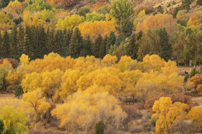 Framed Print : USA, Colorado, Colorado Springs. Cottonwood trees in autumn colors Framed Print : USA, Colorado, Colorado Springs. Cottonwood trees in autumn colors