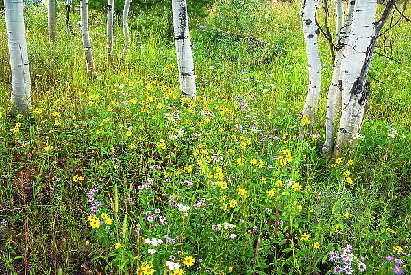 USA, Colorado. Colorful summer meadow of wildflowers and Aspens