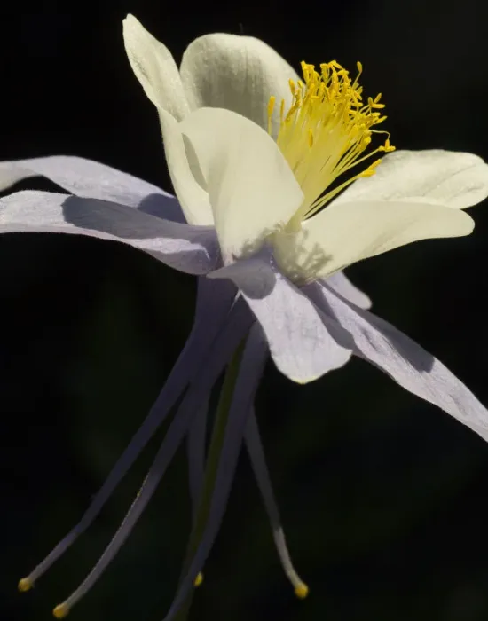 Framed Print : USA, Colorado, columbine, close-up Framed Print : USA, Colorado, columbine, close-up
