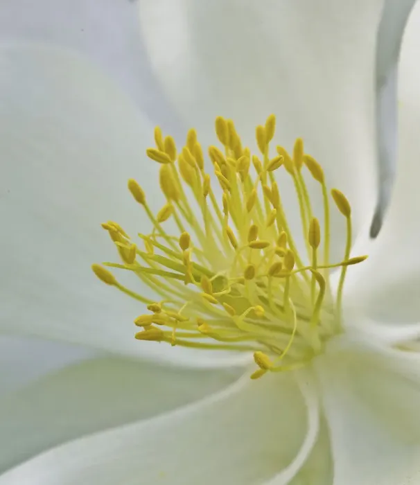 Framed Print : USA, Colorado, columbine, stamen