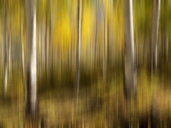 USA, Colorado, Country Road, Blurred aspen trees in fall