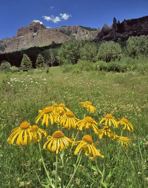 USA, Colorado, Mill Creek Valley. Sneezeweed blooming in meadow