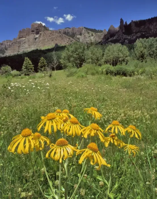Framed Print : USA, Colorado, Mill Creek Valley. Sneezeweed blooming in meadow Framed Print : USA, Colorado, Mill Creek Valley. Sneezeweed blooming in meadow
