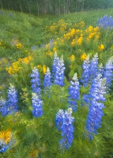 USA, Colorado, Crested Butte. Blue lupines and yellow sunflowers in springtime