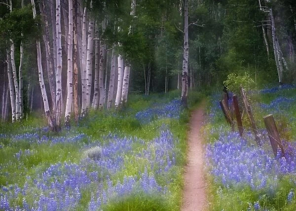 USA, Colorado, Crested Butte. Fence lines trail through lupine field and aspen trees