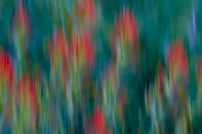 Framed Print : USA, Colorado, Crested Butte. Flower abstract Framed Print : USA, Colorado, Crested Butte. Flower abstract