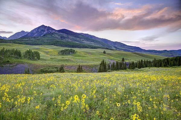 USA, Colorado, Crested Butte. Landscape of wildflowers and mountain
