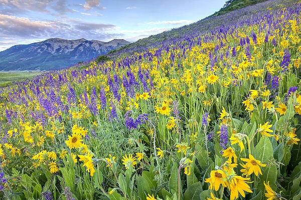 USA, Colorado, Crested Butte. Landscape of wildflowers on hillside