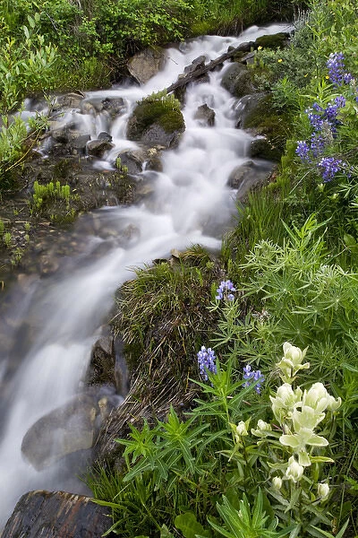 USA, Colorado, Crested Butte. Scenic of water cascade and flowers