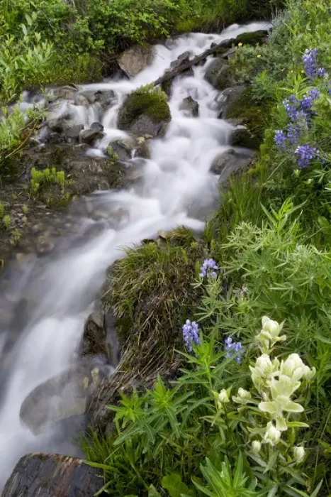 Framed Print : USA, Colorado, Crested Butte. Scenic of water cascade and flowers