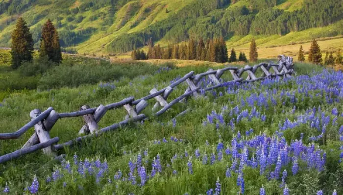 Framed Print : USA, Colorado, Crested Butte. Split rail fence in a mountain valley Framed Print : USA, Colorado, Crested Butte. Split rail fence in a mountain valley