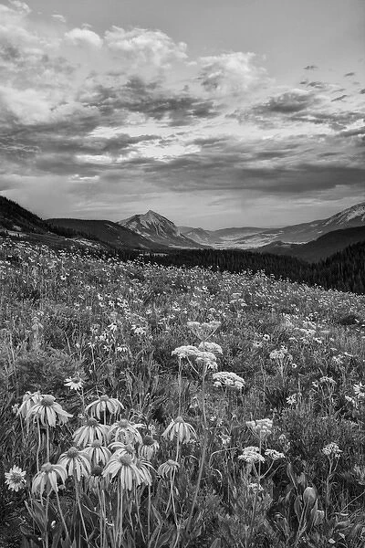 USA, Colorado, Crested Butte. Wildflowers cover hillside