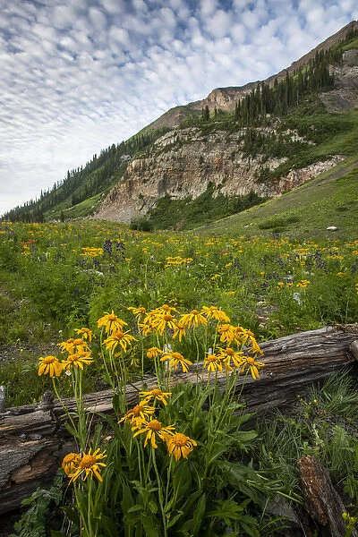 USA, Colorado, Crested Butte. Wildflowers and old log