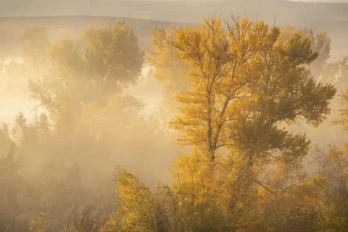Framed Print : USA, Colorado, Curecanti National Recreation Area. Foggy sunrise on cottonwood trees Framed Print : USA, Colorado, Curecanti National Recreation Area. Foggy sunrise on cottonwood trees