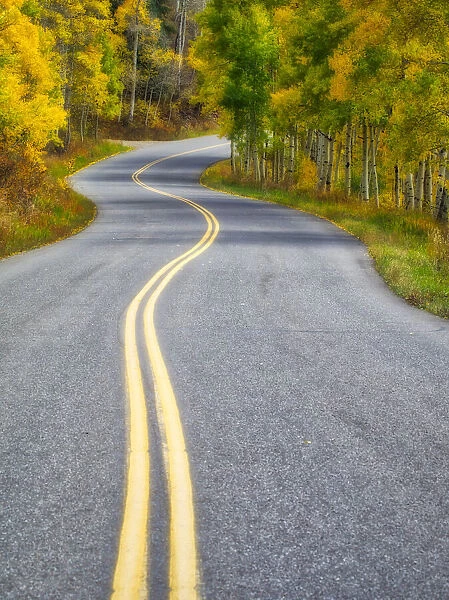 USA, Colorado. Curved Roadway near Aspen, Colorado in autumn colors and aspens groves