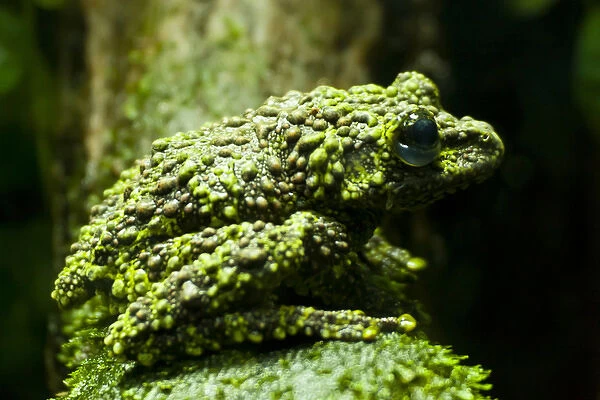USA, Colorado, Denver, Denver Zoo. Close-up of mossy frog