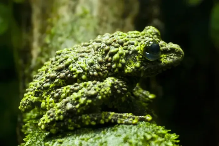 Framed Print : USA, Colorado, Denver, Denver Zoo. Close-up of mossy frog Framed Print : USA, Colorado, Denver, Denver Zoo. Close-up of mossy frog