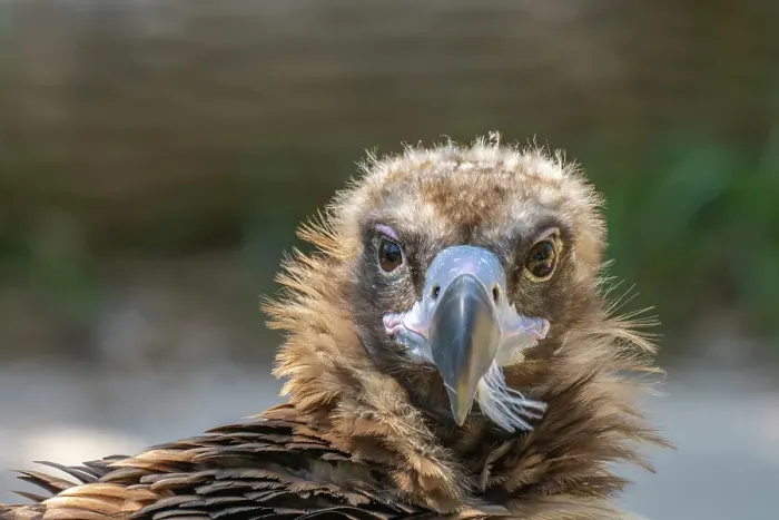 Framed Print : USA, Colorado, Denver, Denver Zoo. Head of captive cinereous vulture. ©Cathy & Gordon Illg / Jaynes Gallery / DanitaDelimont.com Framed Print : USA, Colorado, Denver, Denver Zoo. Head of captive cinereous vulture. ©Cathy & Gordon Illg / Jaynes Gallery / DanitaDelimont.com