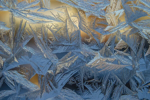 USA, Colorado, Denver. Frost on a window