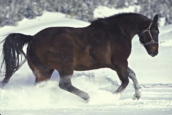 USA, Colorado, Divide. A gelding quarter horse romps in freshly fallen snow