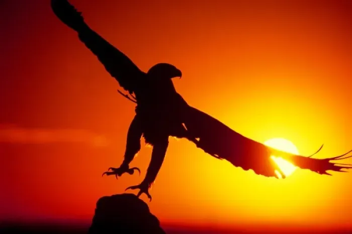 Framed Print : USA, Colorado. A falconers golden eagle takes flight at sunrise
