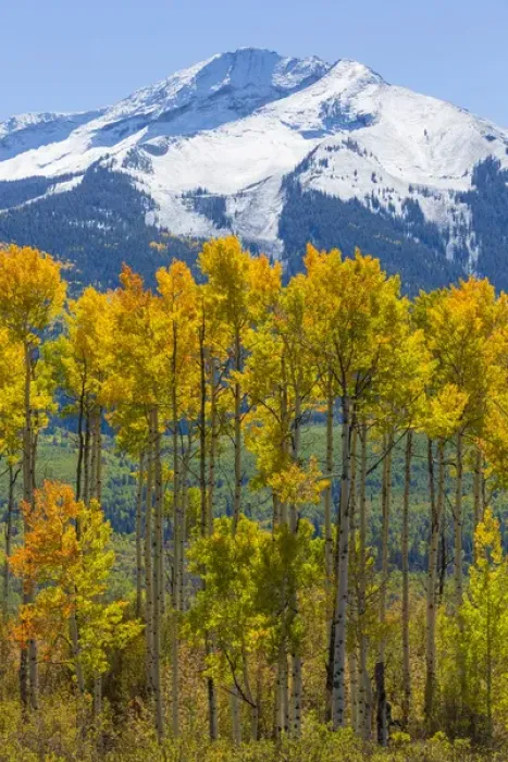 Framed Print : USA, Colorado. Fall aspens and mountain. Credit as: Don Paulson / Jaynes Gallery / DanitaDelimont Framed Print : USA, Colorado. Fall aspens and mountain. Credit as: Don Paulson / Jaynes Gallery / DanitaDelimont