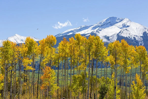 USA, Colorado. Fall aspens and mountain. Credit as: Don Paulson  /  Jaynes Gallery  /  DanitaDelimont
