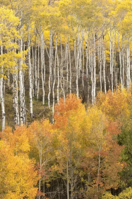 Framed Print : USA, Colorado, Fall colors Framed Print : USA, Colorado, Fall colors