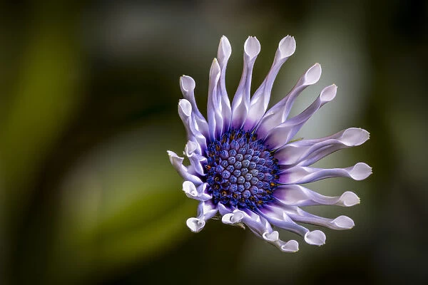 USA, Colorado, Fort Collins. African daisy close-up