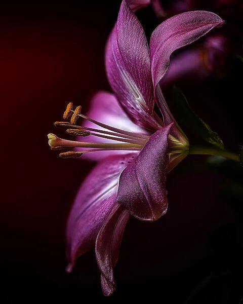 USA, Colorado, Fort Collins. Amaryllis flower close-up