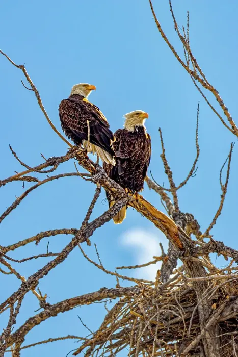 Framed Print : USA, Colorado, Fort Collins. American bald eagles and nest. Credit as Fred Lord  /  Jaynes Gallery  /  DanitaDelimont.com