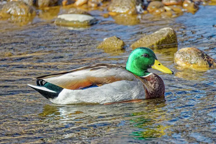 Framed Print : USA, Colorado, Fort Collins. American mallard duck in water. Credit as Fred Lord / Jaynes Gallery / DanitaDelimont.com Framed Print : USA, Colorado, Fort Collins. American mallard duck in water. Credit as Fred Lord / Jaynes Gallery / DanitaDelimont.com