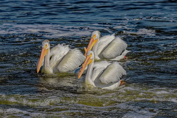 Framed Print : USA, Colorado, Fort Collins. American white pelicans in water. ©Fred Lord / Jaynes Gallery / DanitaDelimont.com Framed Print : USA, Colorado, Fort Collins. American white pelicans in water. ©Fred Lord / Jaynes Gallery / DanitaDelimont.com