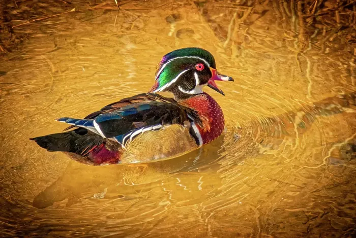 Framed Print : USA, Colorado, Fort Collins. American wood duck male in water. Credit as Fred Lord / Jaynes Gallery / DanitaDelimont.com Framed Print : USA, Colorado, Fort Collins. American wood duck male in water. Credit as Fred Lord / Jaynes Gallery / DanitaDelimont.com