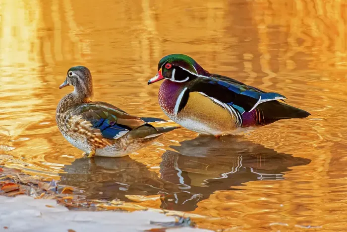 Framed Print : USA, Colorado, Fort Collins. American wood duck pair in water. Credit as Fred Lord  /  Jaynes Gallery  /  DanitaDelimont.com