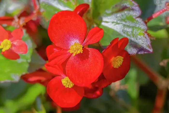 Framed Print : USA, Colorado, Fort Collins. Begonia flowers close-up. Credit as Fred Lord / Jaynes Gallery / DanitaDelimont.com Framed Print : USA, Colorado, Fort Collins. Begonia flowers close-up. Credit as Fred Lord / Jaynes Gallery / DanitaDelimont.com