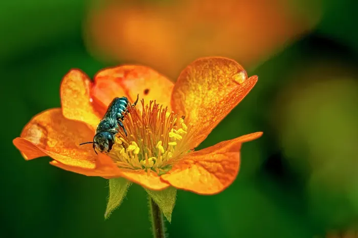 Framed Print : USA, Colorado, Fort Collins. Bicolored sweat bee on orange flower. Credit as Fred Lord / Jaynes Gallery / DanitaDelimont.com Framed Print : USA, Colorado, Fort Collins. Bicolored sweat bee on orange flower. Credit as Fred Lord / Jaynes Gallery / DanitaDelimont.com