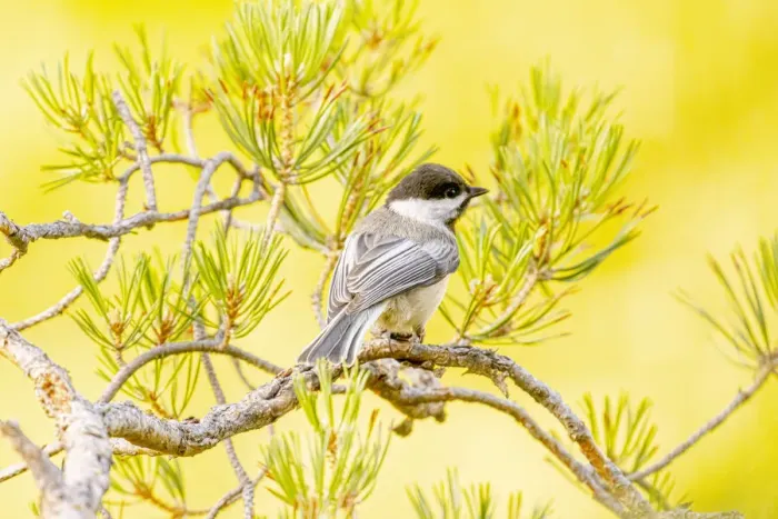 Framed Print : USA, Colorado, Fort Collins. Black-capped chickadee on limb Framed Print : USA, Colorado, Fort Collins. Black-capped chickadee on limb