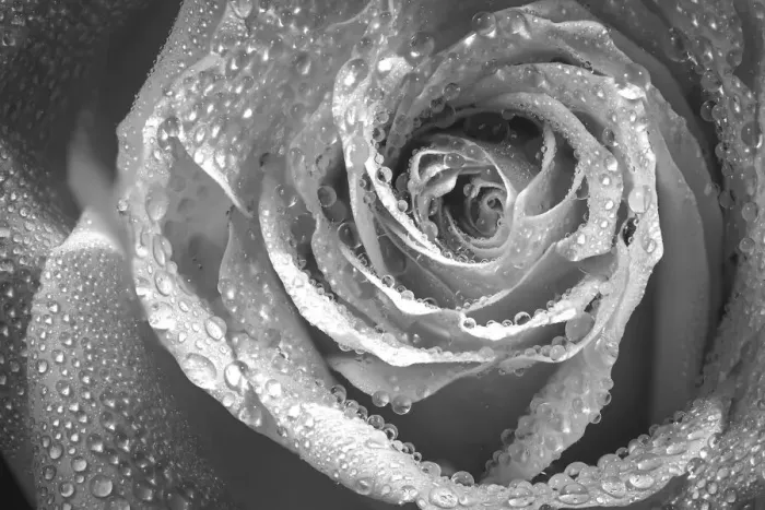 Framed Print : USA, Colorado, Fort Collins. Black and white of rose close-up