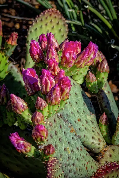 Framed Print : USA, Colorado, Fort Collins. Blooming cactus close-up. ©Fred Lord / Jaynes Gallery / DanitaDelimont.com Framed Print : USA, Colorado, Fort Collins. Blooming cactus close-up. ©Fred Lord / Jaynes Gallery / DanitaDelimont.com