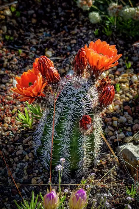 Framed Print : USA, Colorado, Fort Collins. Blooming cactus close-up. ©Fred Lord  /  Jaynes Gallery  /  DanitaDelimont.com