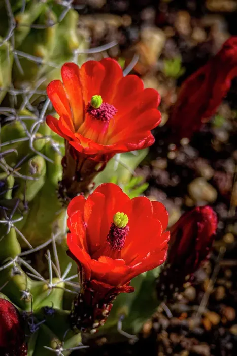 Framed Print : USA, Colorado, Fort Collins. Blooming cactus close-up. ©Fred Lord / Jaynes Gallery / DanitaDelimont.com Framed Print : USA, Colorado, Fort Collins. Blooming cactus close-up. ©Fred Lord / Jaynes Gallery / DanitaDelimont.com
