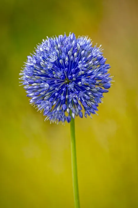 Framed Print : USA, Colorado, Fort Collins. Blue allium flower close-up