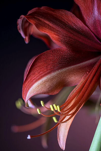 USA, Colorado, Fort Collins. Bogota amaryllis flower close-up