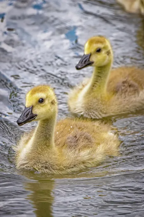 Framed Print : USA, Colorado, Fort Collins. Canada goose goslings in water. ©Fred Lord  /  Jaynes Gallery  /  DanitaDelimont.com
